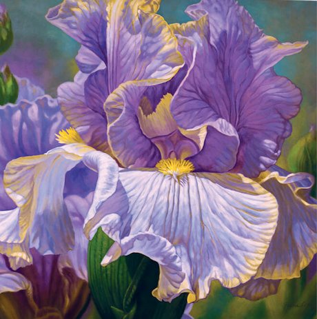 Bearded Irises - by fiona craig - оригинал