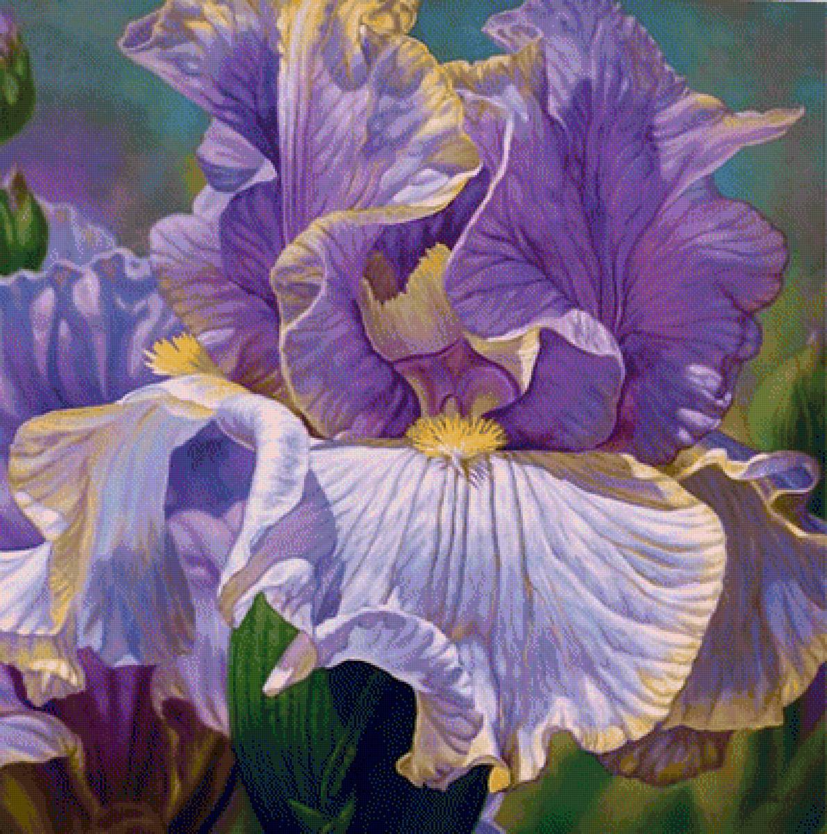 Bearded Irises - by fiona craig - предпросмотр