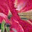 Предпросмотр схемы вышивки «Pink Asiatic Lilies» (№1927483)