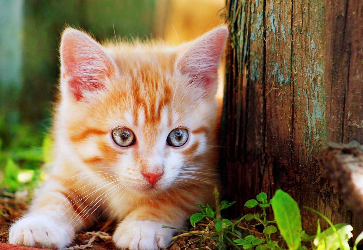 Рыжий котёнок - котенок, животные - оригинал