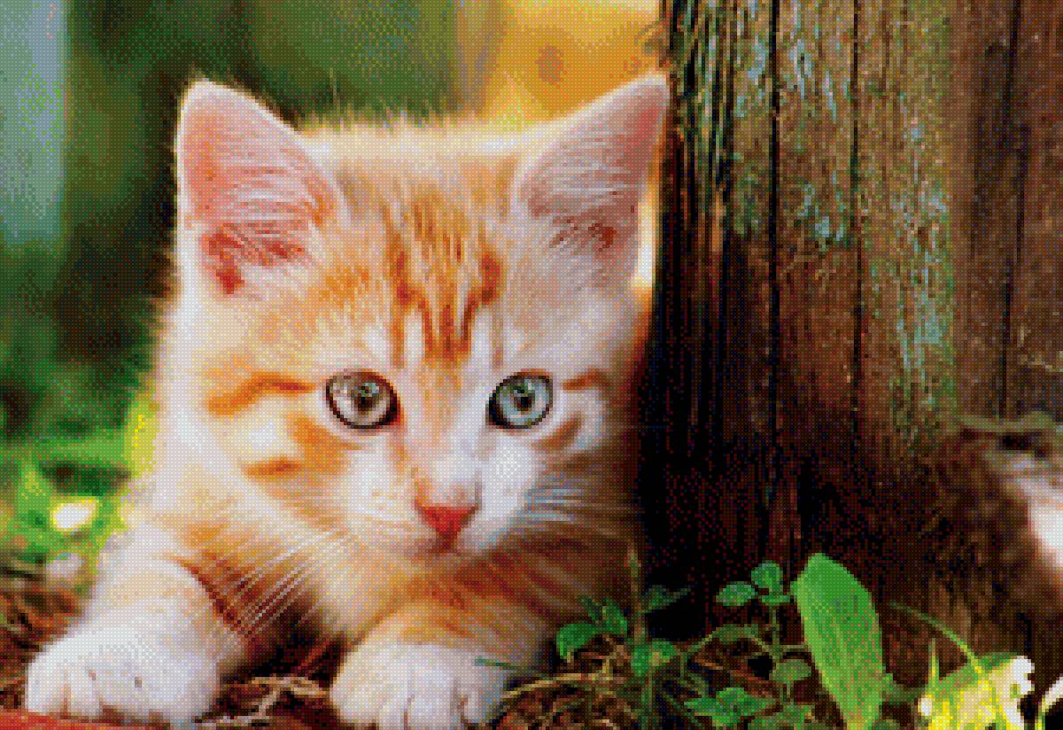 Рыжий котёнок - котенок, животные - предпросмотр