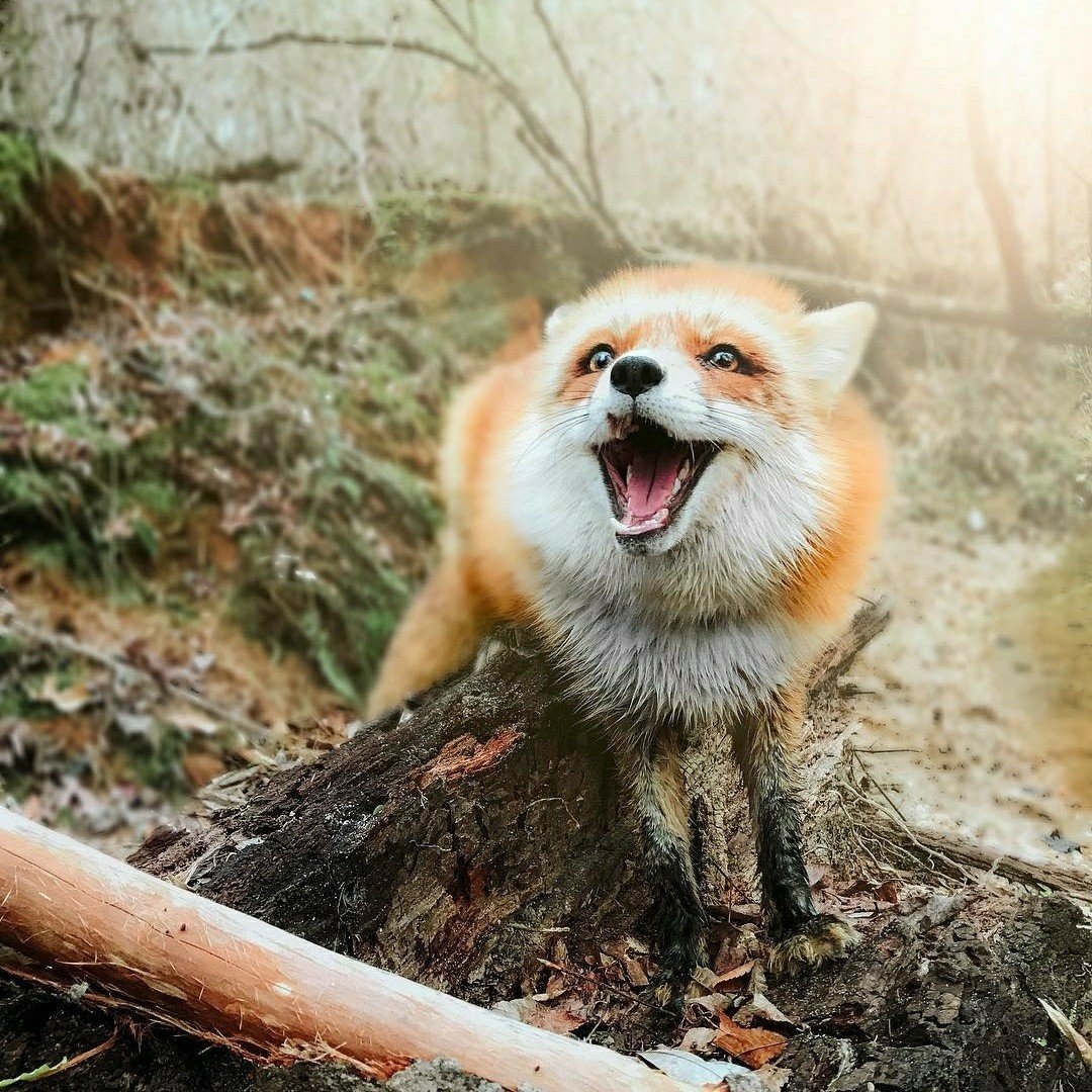 3789 - оригинал