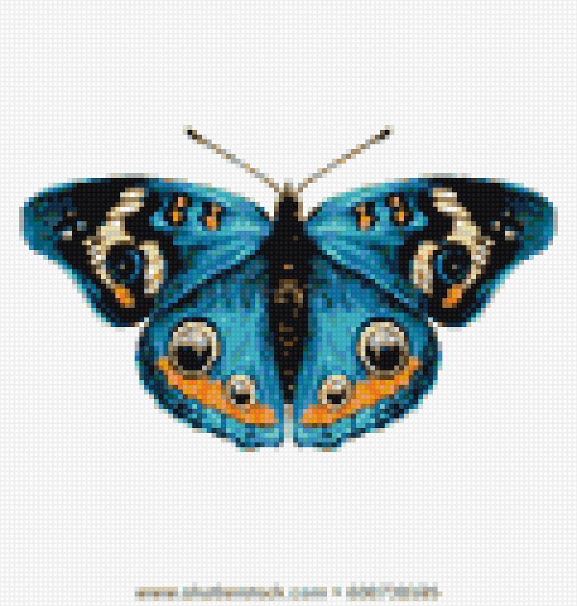 бабочка - предпросмотр