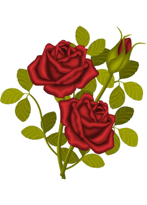 Розы - цветы, красные розы - оригинал