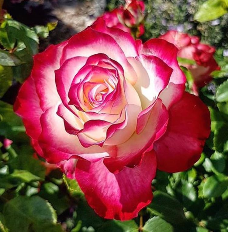 №1927930 - оригинал