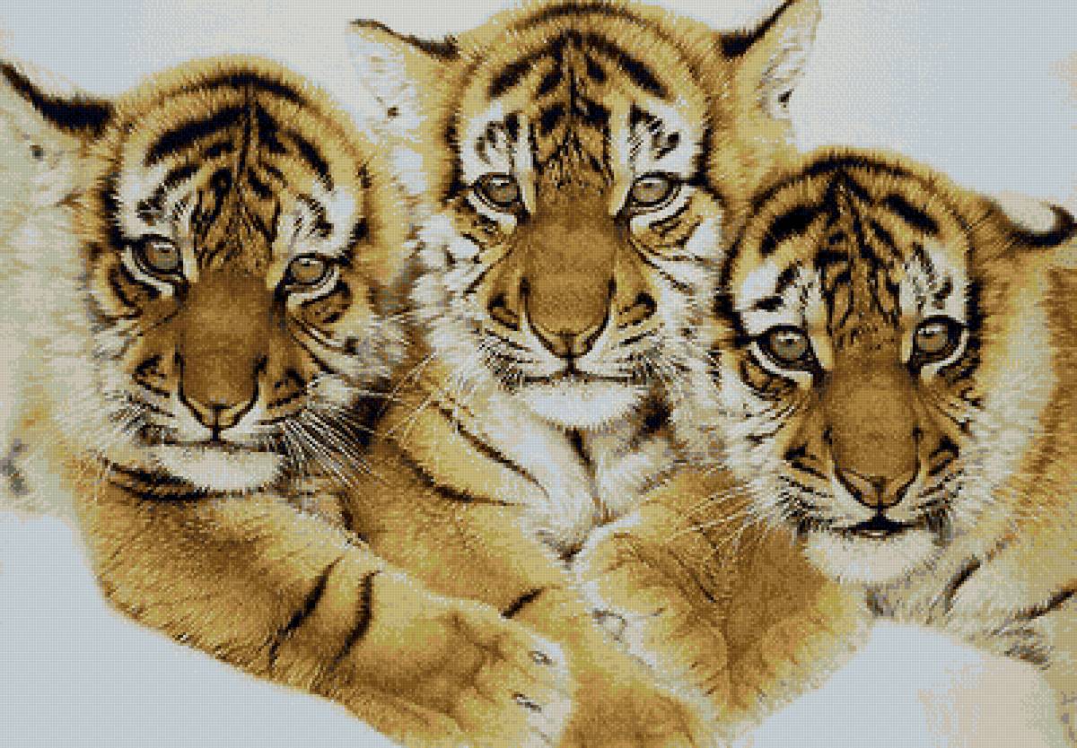 Тигрята - хищник, малыши, тигренок, животные - предпросмотр