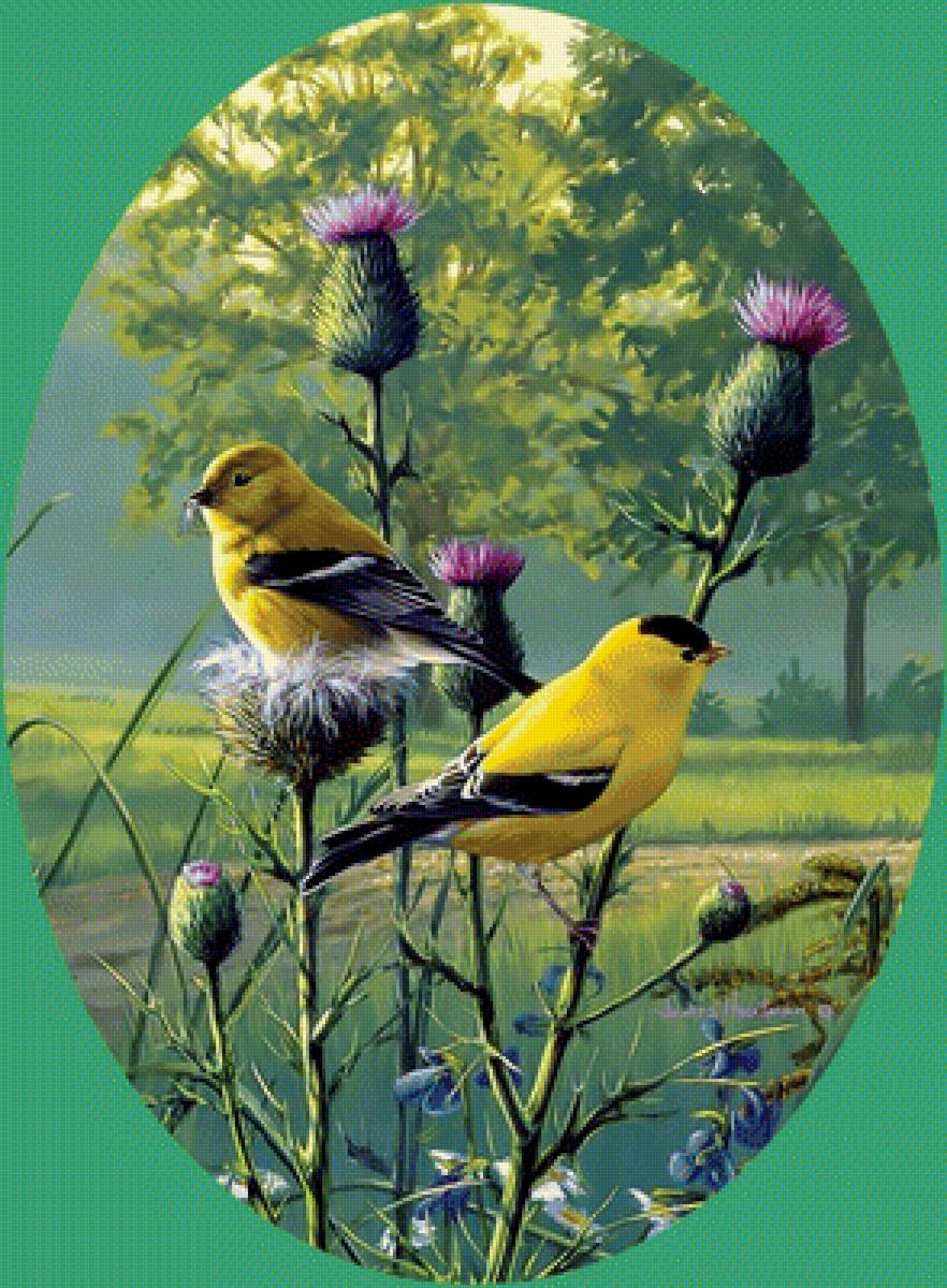 Птицы и репейник - яркие птицы лето природа репейник - предпросмотр