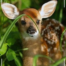 Схема вышивки «516»