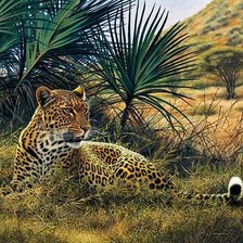 Схема вышивки «дикие»