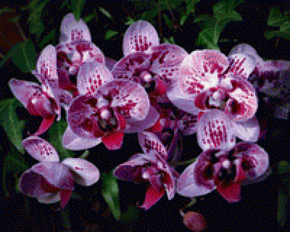 орхидеи - цветы, орхидеи - предпросмотр