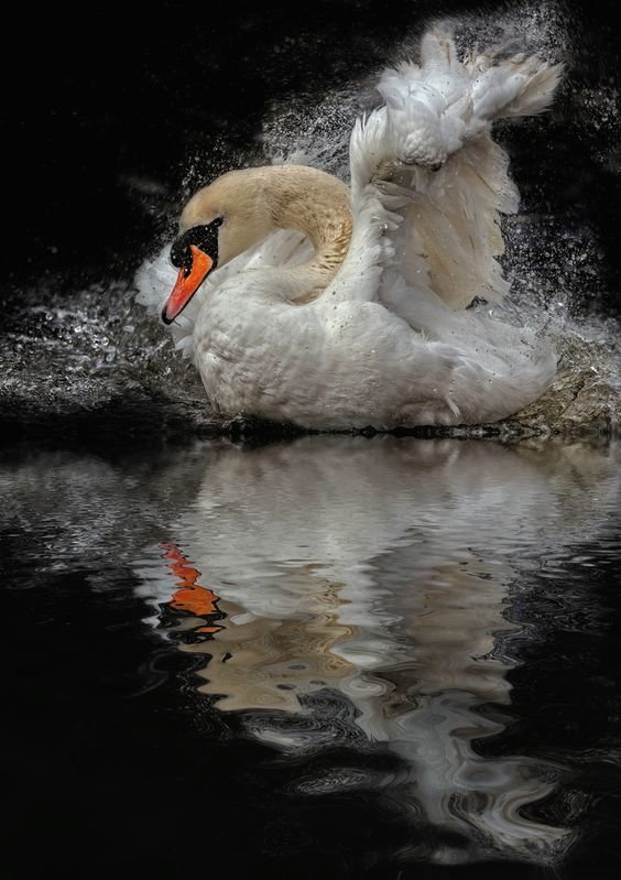 ЛЕБЕДЬ - лебеди, природа, вода - оригинал