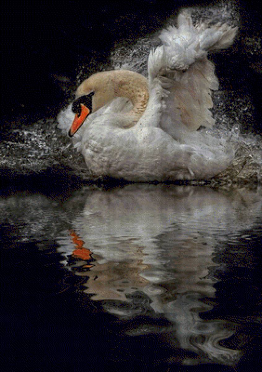 ЛЕБЕДЬ - вода, природа, лебеди - предпросмотр