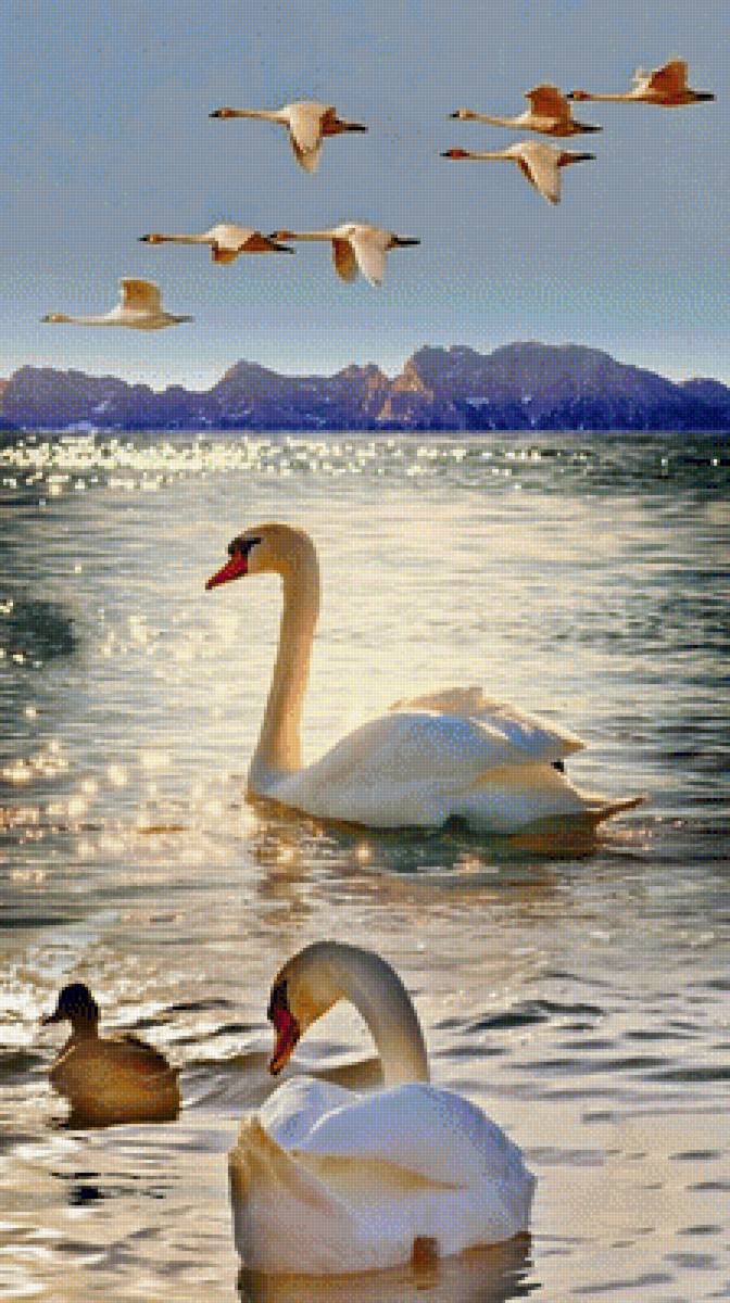 ЛЕБЕДИ - природа, лебеди, вода - предпросмотр