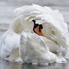 Схема вышивки «ЛЕБЕДЬ»