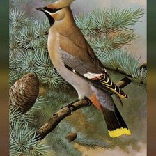 Схема вышивки «Птицы»