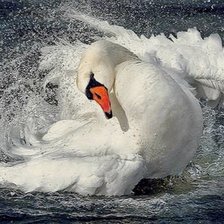 Схема вышивки «лебедь»