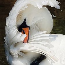 Схема вышивки «лебедь»