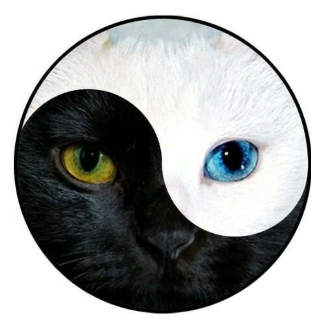 Gatti - animal - оригинал