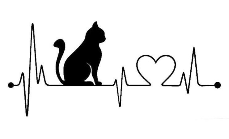 Gatto mono - animal - оригинал