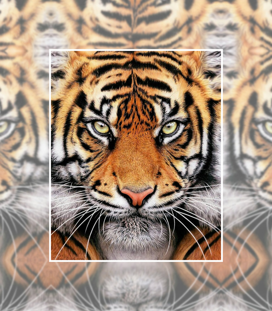 Тигр - тигр хищник взгляд - оригинал