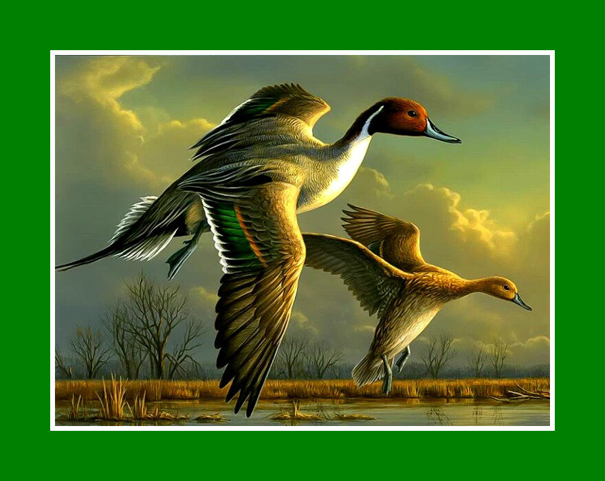 Утки в полёте - утки птицы озеро полет закат - оригинал