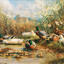 Ducks by a Pond.