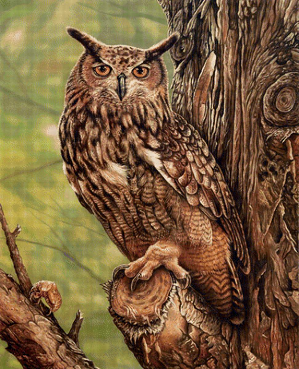 №1929848 - птицы, совы, животные - предпросмотр