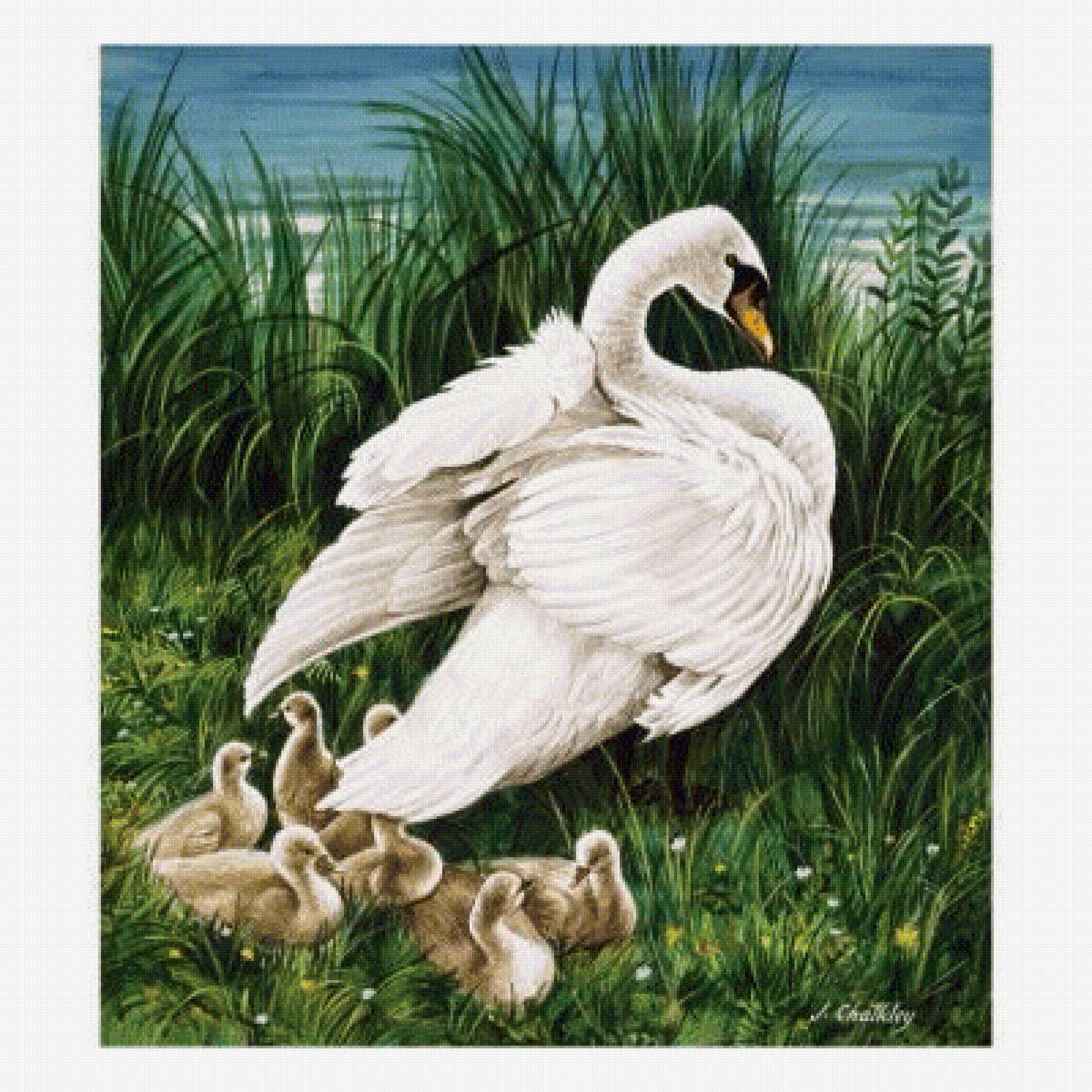 Есенин лебедушка иллюстрации. Лебедь. Семья лебедей. Картина "лебеди". Лебеди живопись.