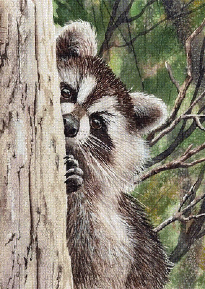 Енот - предпросмотр