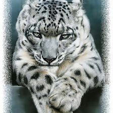 Снежный барс