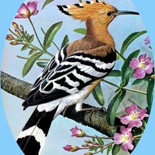 Схема вышивки «Удод.2»