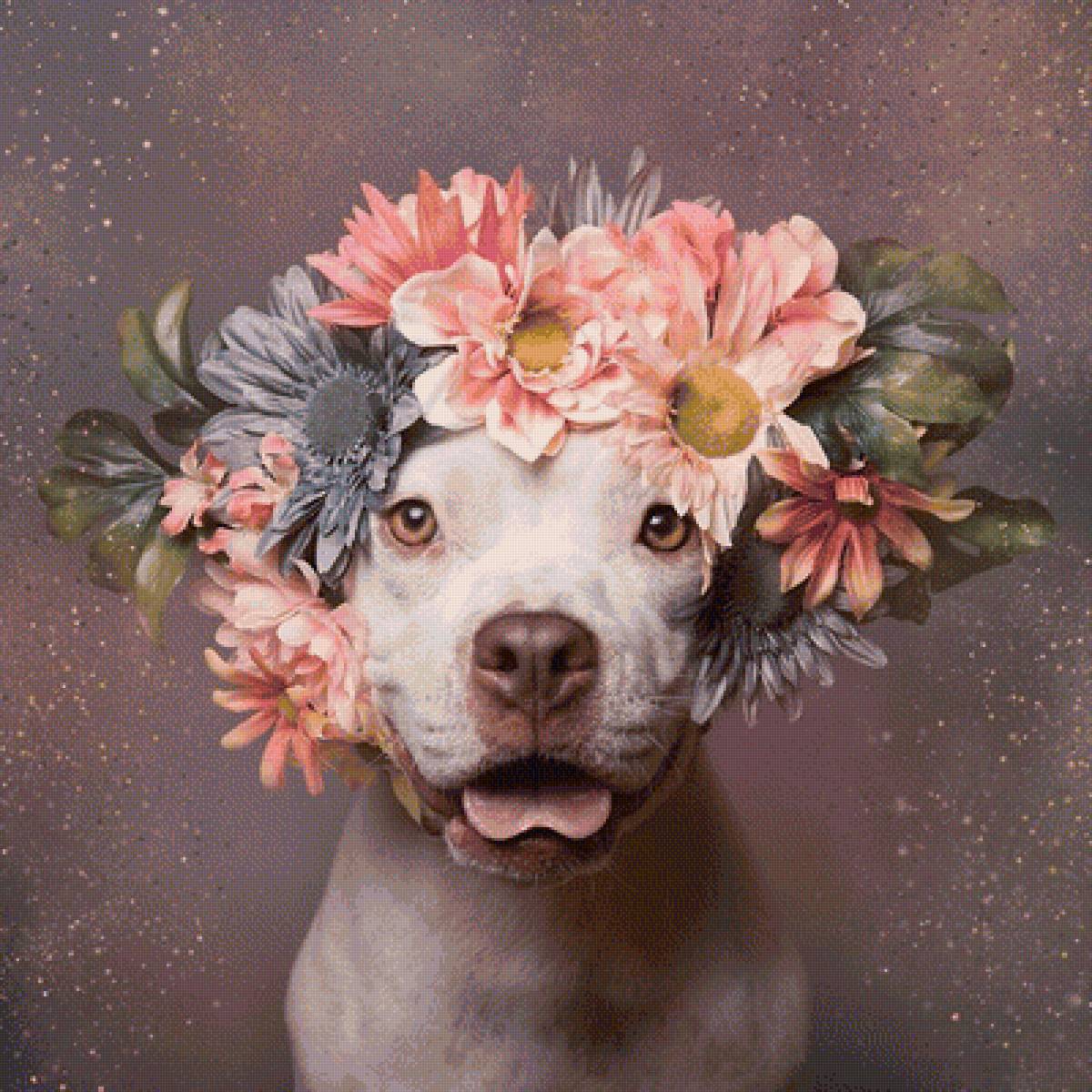 Питбуль в цветочном венке - животные, цветы, собаки - предпросмотр
