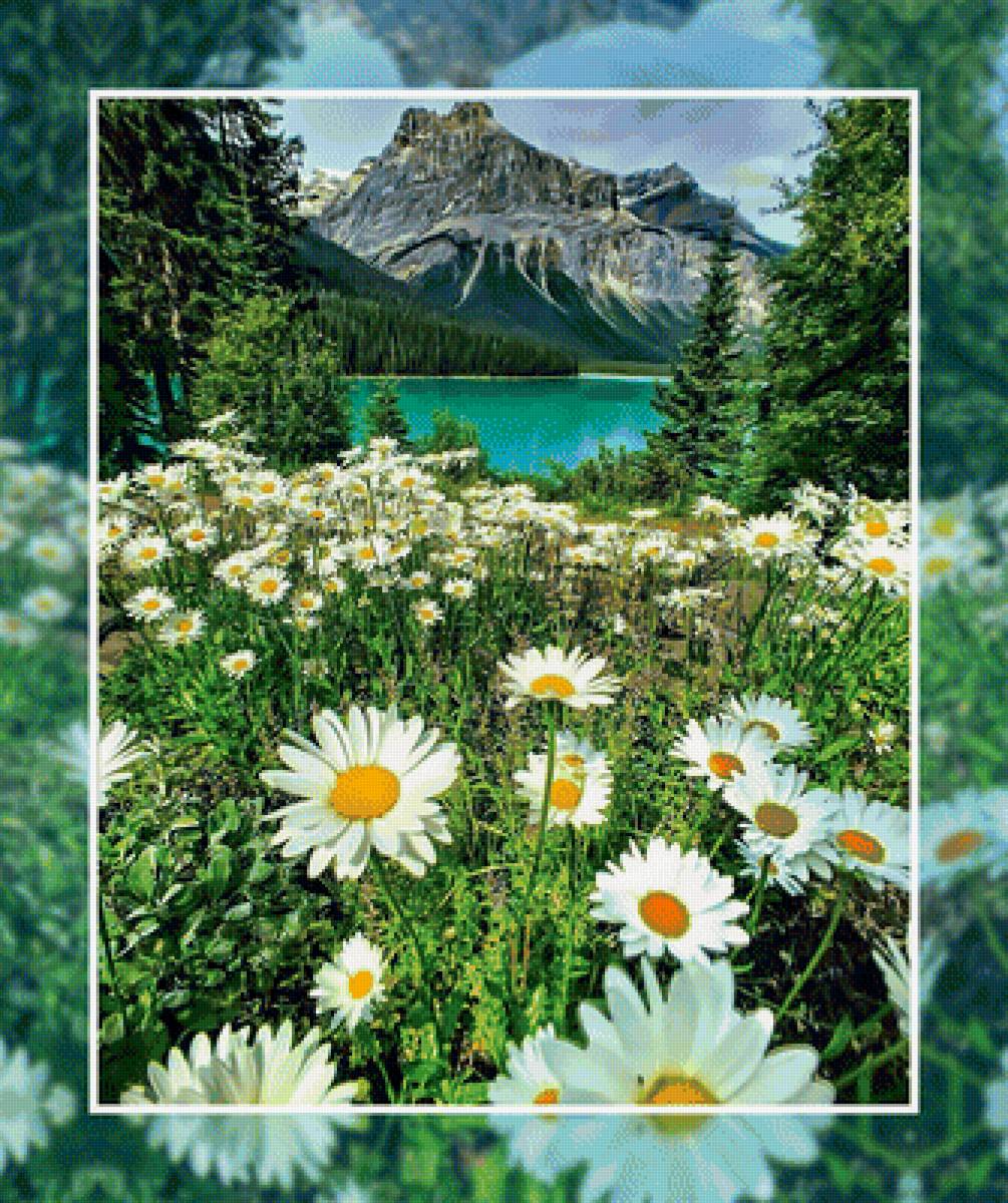 Горные ромашки - пейзаж горы ромашки небо озеро - предпросмотр