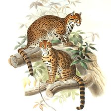 Схема вышивки «кошачьи»