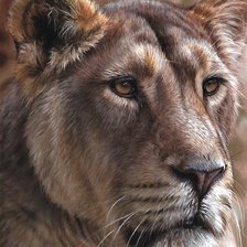 Оригинал схемы вышивки «лев» (№1931414)