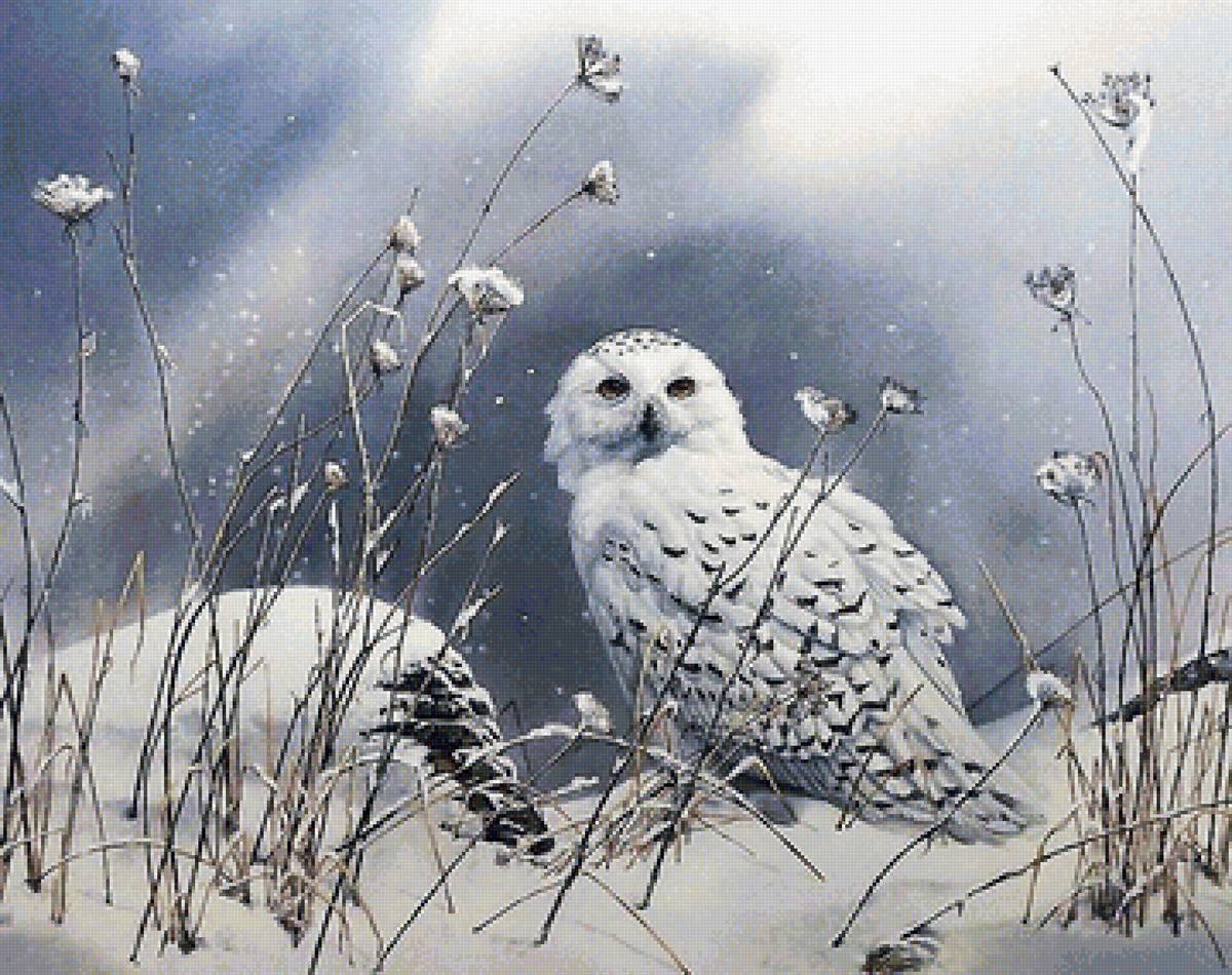 сова - птицы - предпросмотр