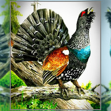 Схема вышивки «Глухарь»