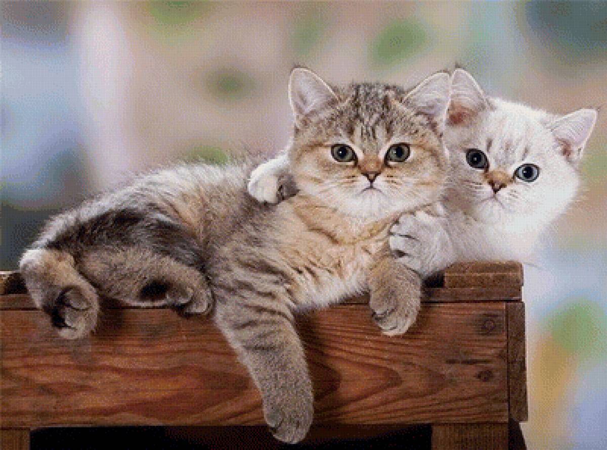 Друзья - предпросмотр