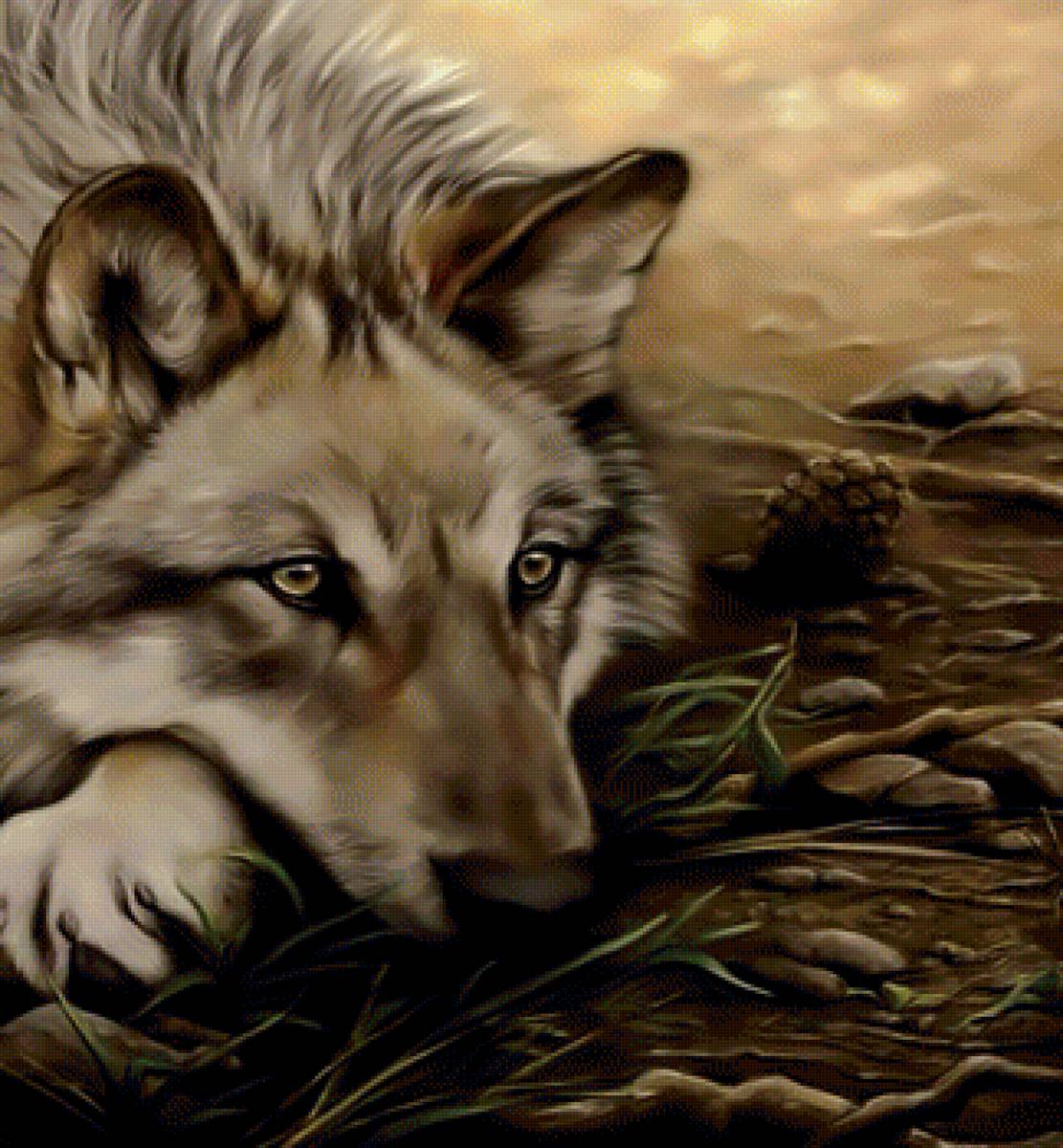 Волк - волк хищник взгляд - предпросмотр