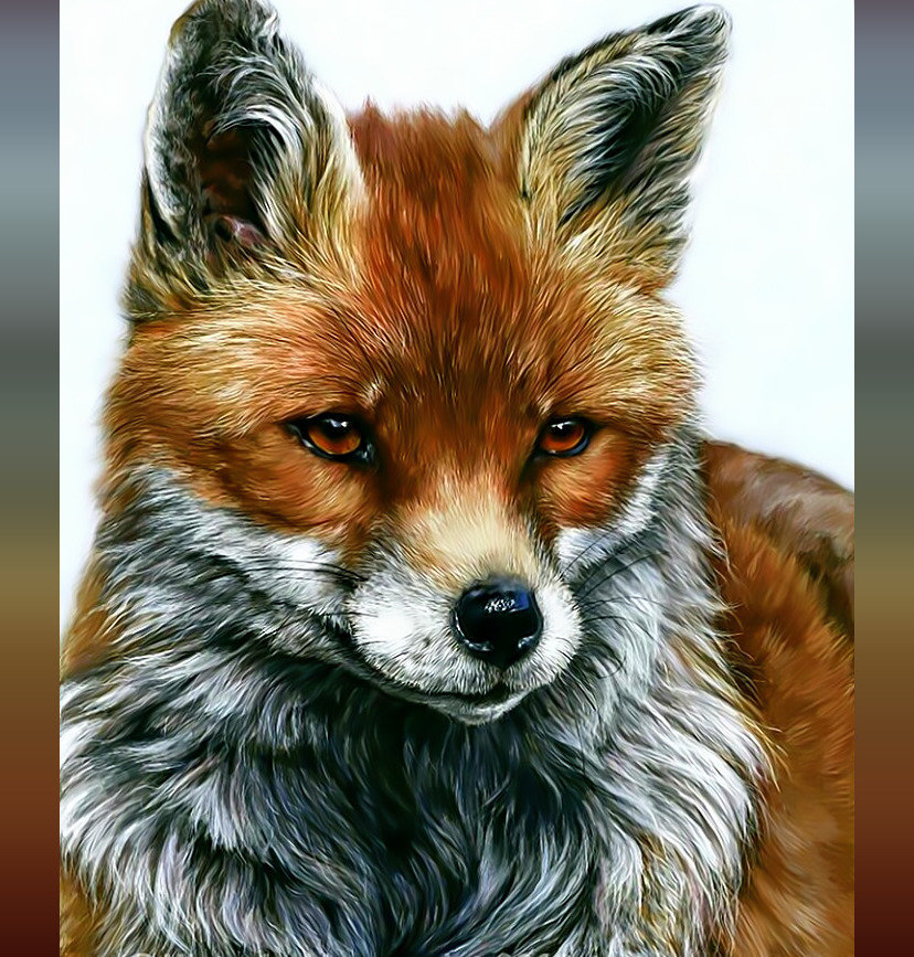 Лиса - лиса рыжая хищный взгляд хищник - оригинал