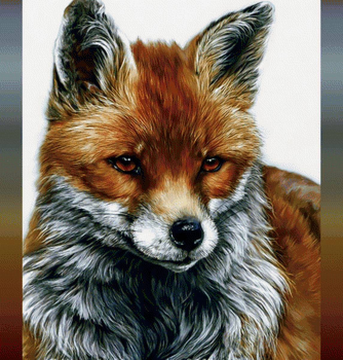 Лиса - лиса рыжая хищный взгляд хищник - предпросмотр