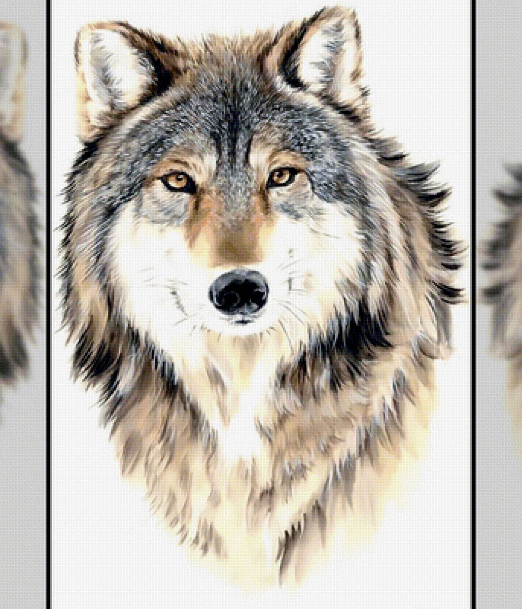 Волк - волк хищник взгляд - предпросмотр