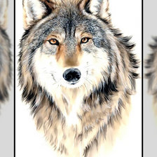 Оригинал схемы вышивки «Волк» (№1932203)