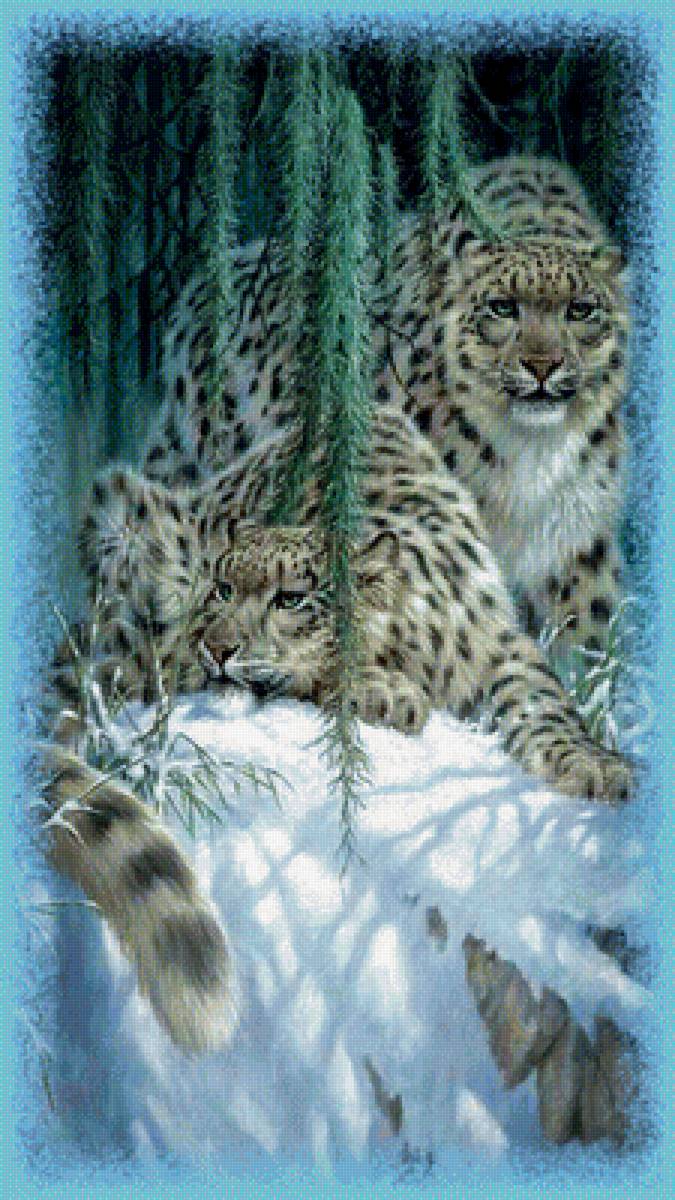 Ирбисы. - хищник снежный барс ирбис зима снег - предпросмотр