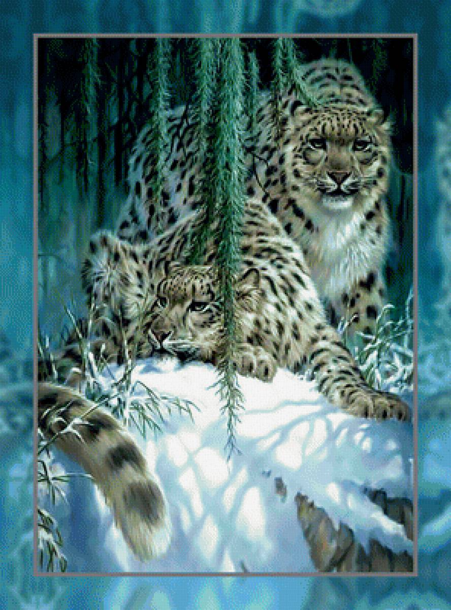 Ирбисы.2 - снежный барс снег зима ирбис - предпросмотр