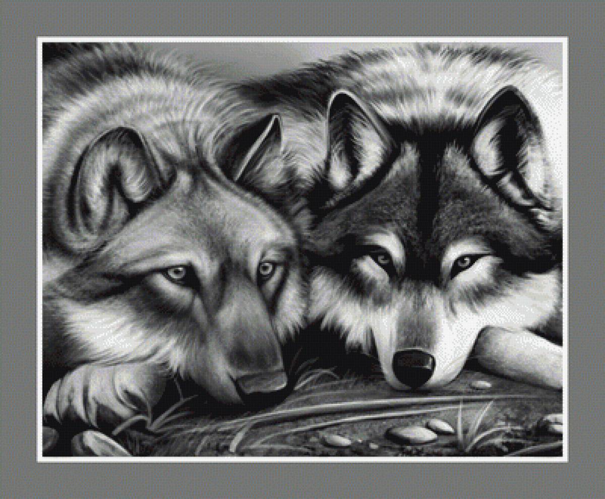 №1932448 - хищники, животные, волки - предпросмотр