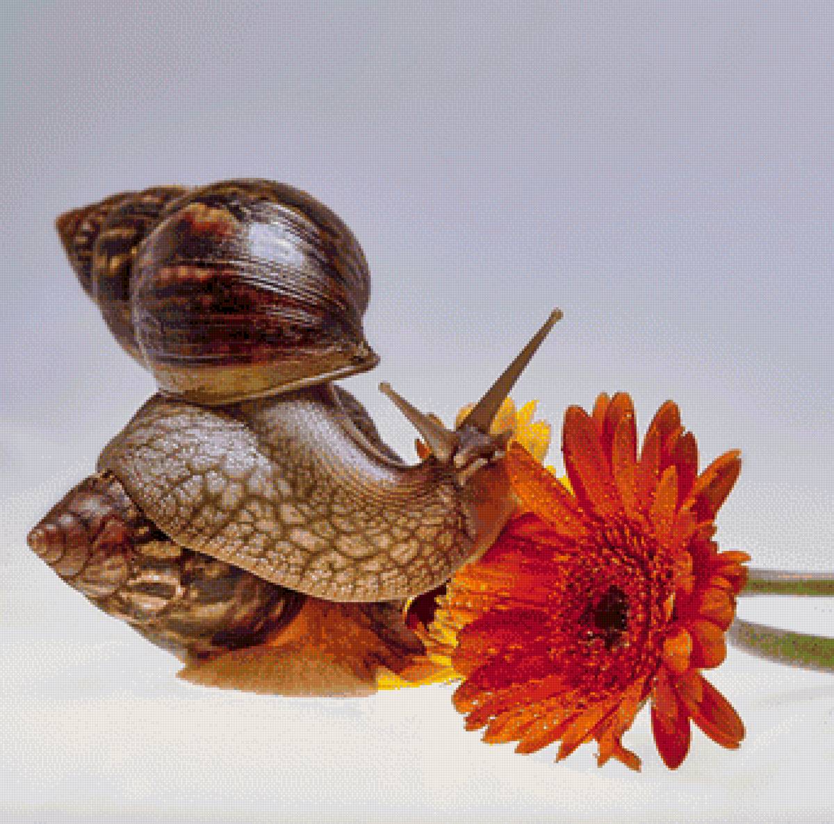 СЮЖЕТ - предпросмотр