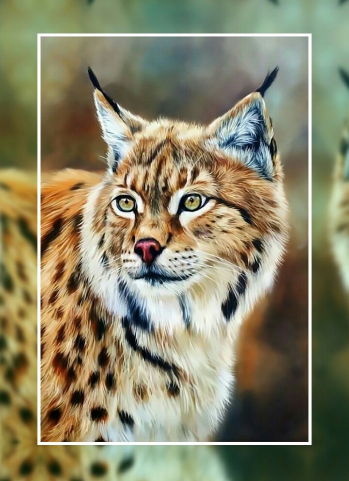 Рысь - рысь хищник - оригинал