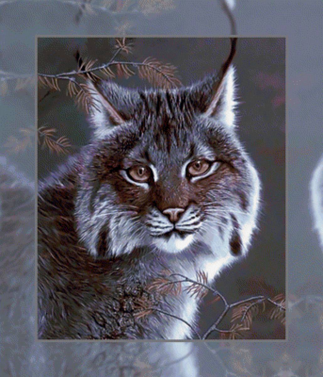 Рысь - рысь хищник взгляд - предпросмотр