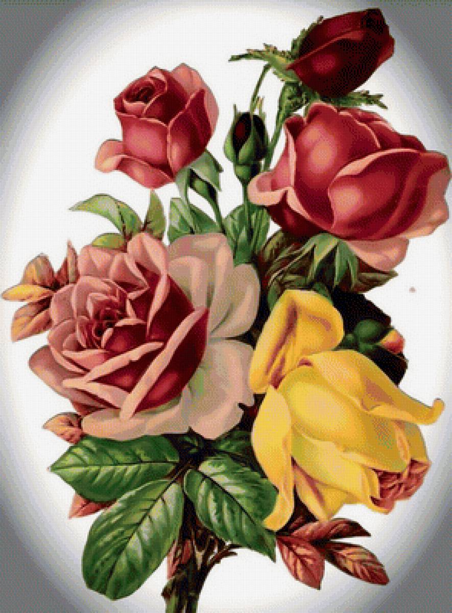 Розы букет - розы цветы - предпросмотр